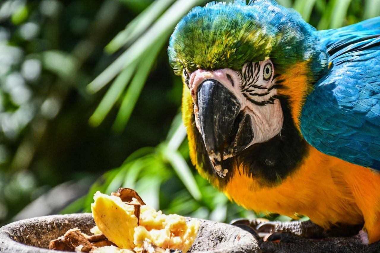 Reserva Biologica Caoba Bonda Dış mekan fotoğraf
